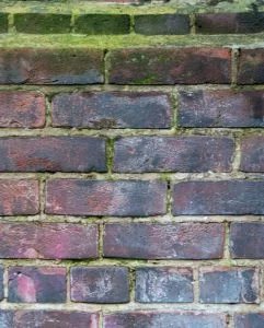 algae covered bricks